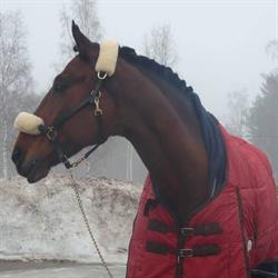 Horsestuff