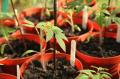 Tomaatin taimet