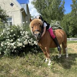 Vuohimäen Ratsastuskoulu Oy