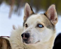 Hetta Huskies & CAPE Lapland