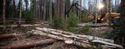 ES Metsä Oy