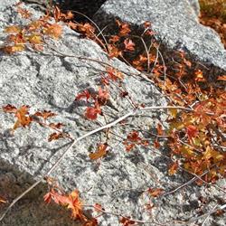 Arkkitehtitoimisto Lindholm-Raatikainen Oy