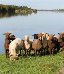 Vanhalan lammastila
