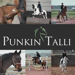 Punkin Tila avoin yhtiö