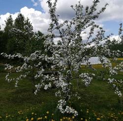 Kellarimäen marjatila
