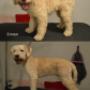 5kk lagotto romagnolo uros