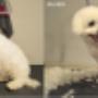 Bichon frise