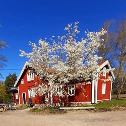 Koroinen