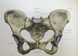 Hoitohuone Cepheus