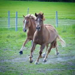 Lantmännen Agro Lohja, hevosasiakkaat