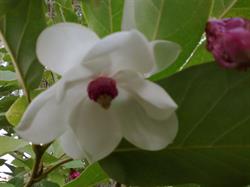 Arboretum Magnolia