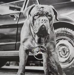 TM-Cars