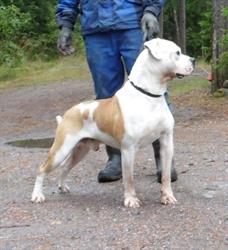 SnowWhite AmericanBulldogs