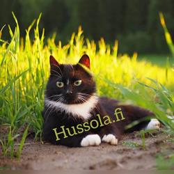 Hussolan tila