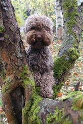 Kennel Wildfinn / Trimmauspalvelu Roosa
