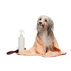 PetCare Happy Dog