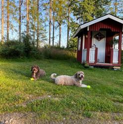 Pieneläinhoitola Tassula