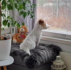 Koirakoulu TassuTreeni