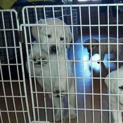 Kennel Kavamel
