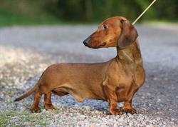 Kennel Qualit-Quast