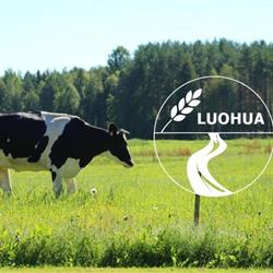 Luohuan kylä