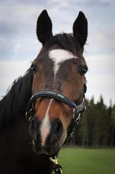 Haapaveden Hevospalvelu