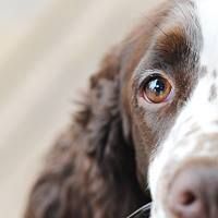 Hanna´s Animal Train&Care