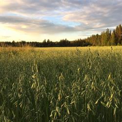 Kivikankaan tila