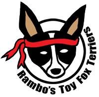 Rambo's Toy Fox Terriers