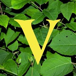 Virgiinia
