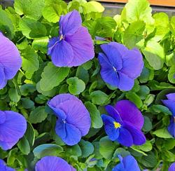 Rosiflora lahja- ja kukkapuoti