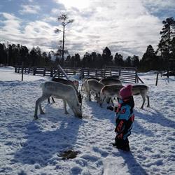 Renniina - Reindeer Family and Workshop Oy