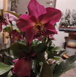 Blombutik & Trädgård Järvinen