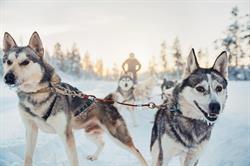 Husky & Co Safaris