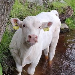 Maatila Peltokukka