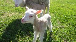 Onnelan Lammastila