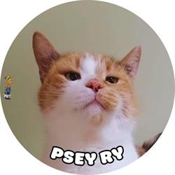 Porvoonseudun Eläinsuojeluyhdistys ry