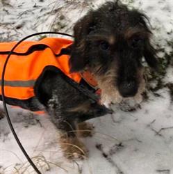 Kennel Korpiklaanin