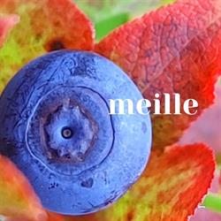 Meille