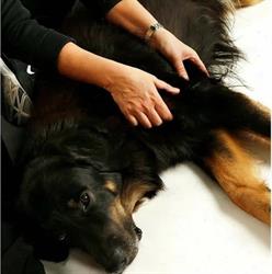 Dogcare – Koirahieroja Johanna Virtanen
