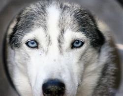 Pyhä Husky farm