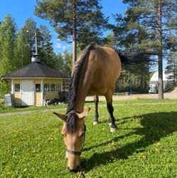 Mustikkamäen ratsutalli Oy