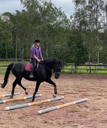 Stall Aftonsol