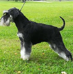 Mustahopeat Kääpiösnautserit, Kennel Bellabellax