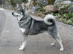 Karukoivun kennel