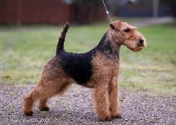Vicway kennel