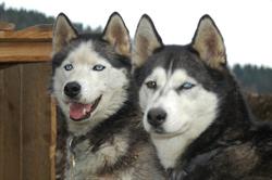 Huskytila