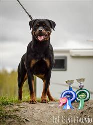 Järvenalhon Kennel