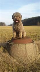 Kennel Nuxo