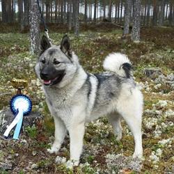 Kuurnaspotin kennel